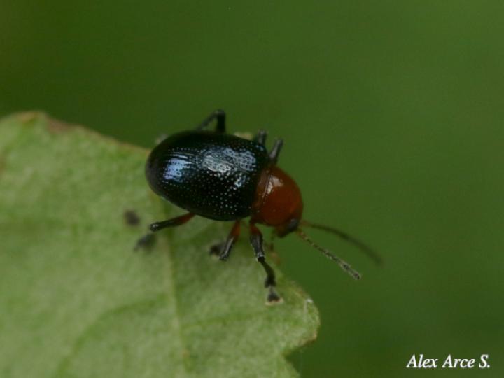 Chalcophana godmani