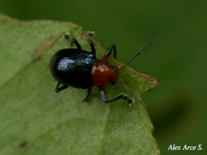 Chalcophana godmani