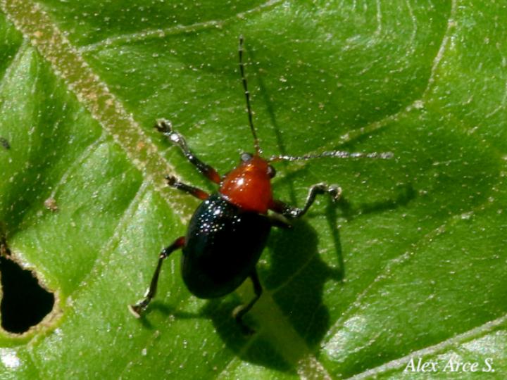 Chalcophana godmani