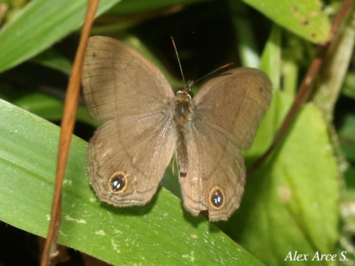 Cissia pompilia (Sátira de llano)