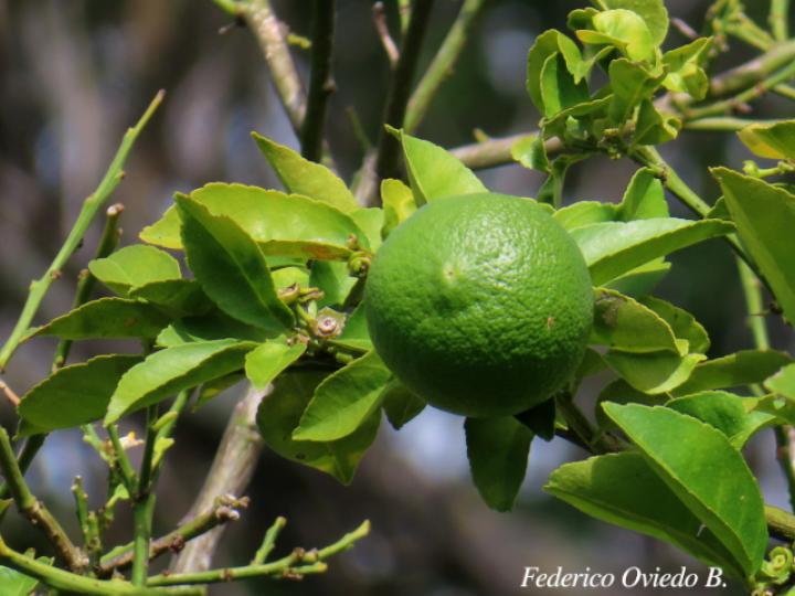 Citrus limetta