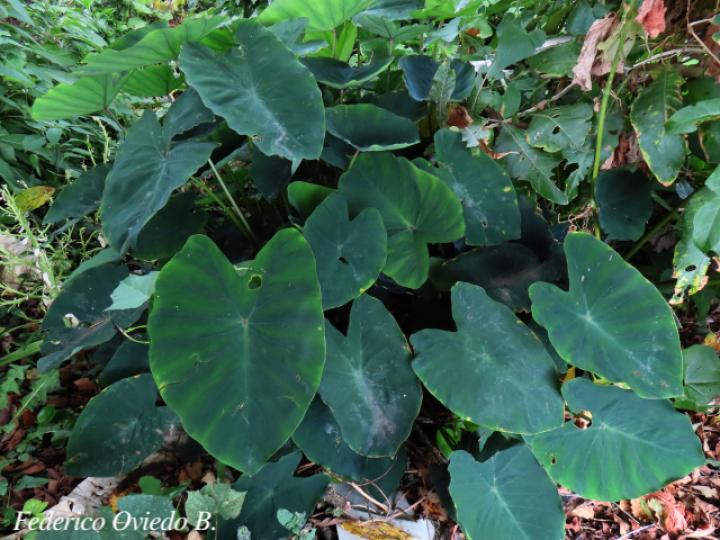 Colocasia esculenta