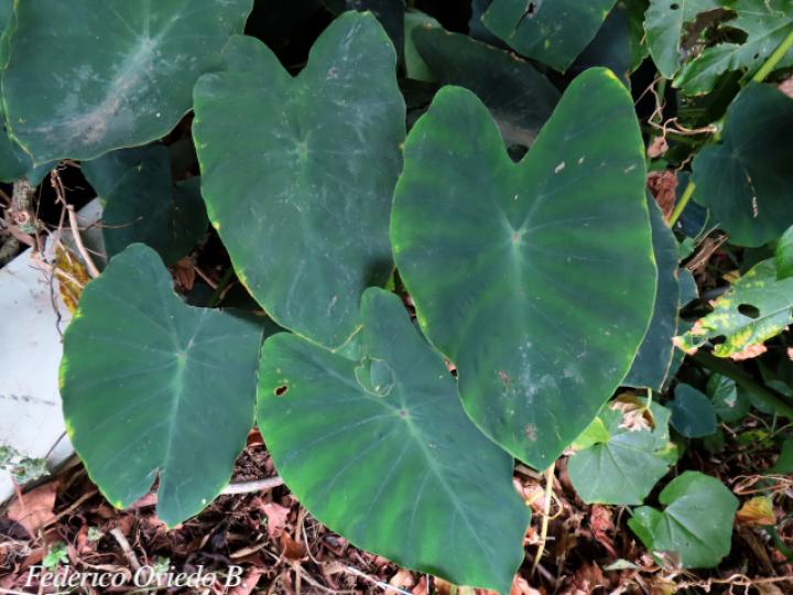 Colocasia esculenta