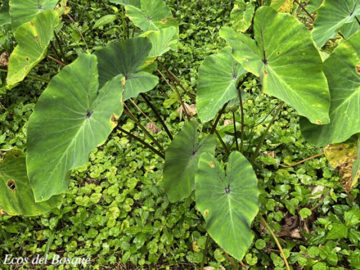 Colocasia esculenta