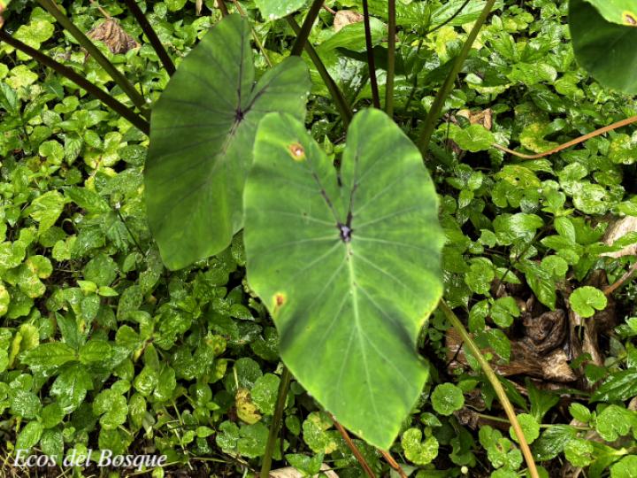 Colocasia esculenta