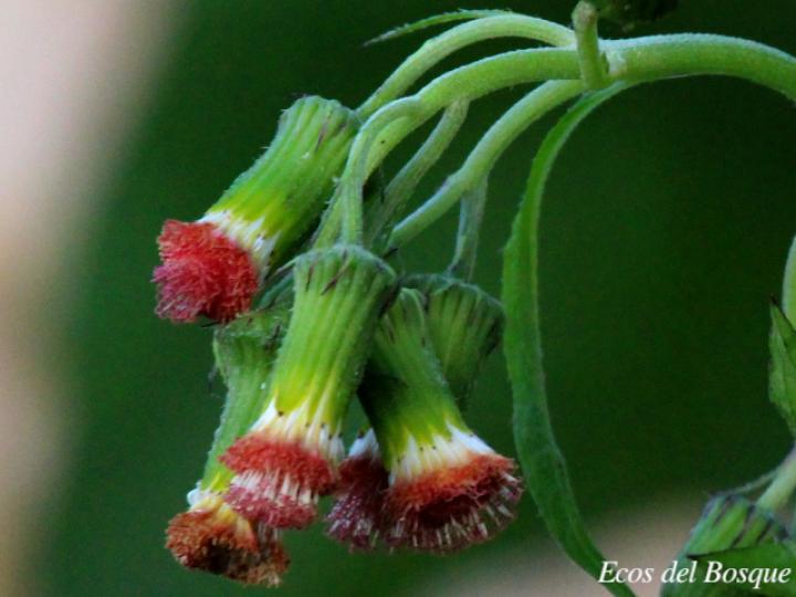 Crassocephalum crepidioides