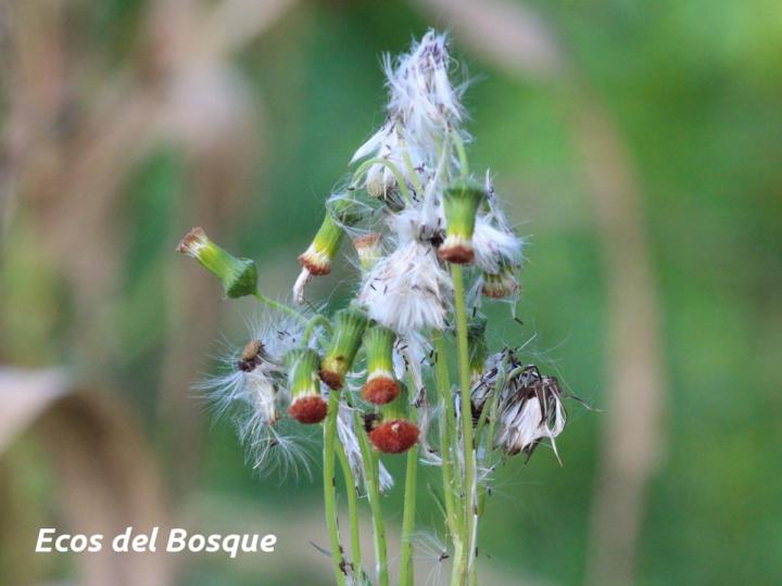 Crassocephalum crepidioides