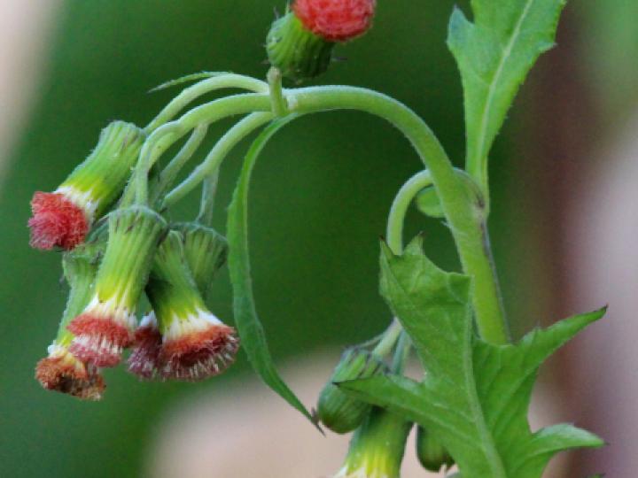 Crassocephalum crepidioides