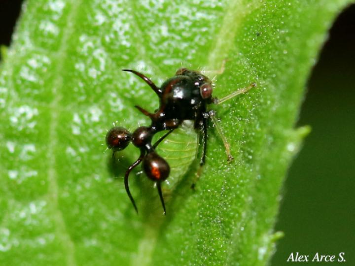 Cyphonia clavata
