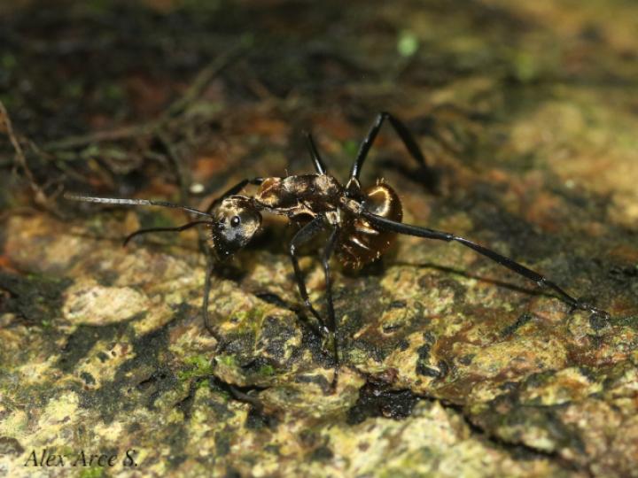 Dolichoderus validus