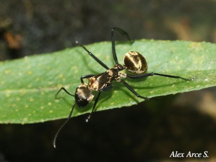 Dolichoderus validus