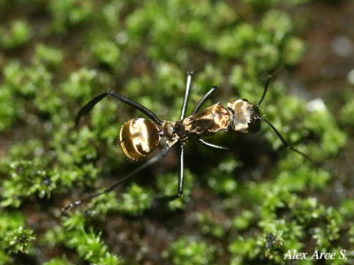 Dolichoderus validus