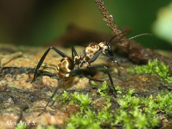 Dolichoderus validus