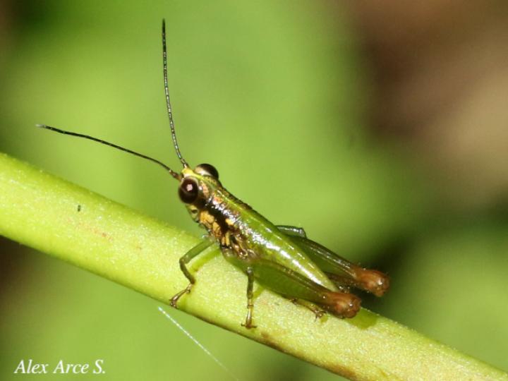 Drymophilacris bimaculata