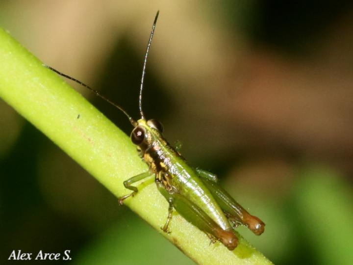 Drymophilacris bimaculata