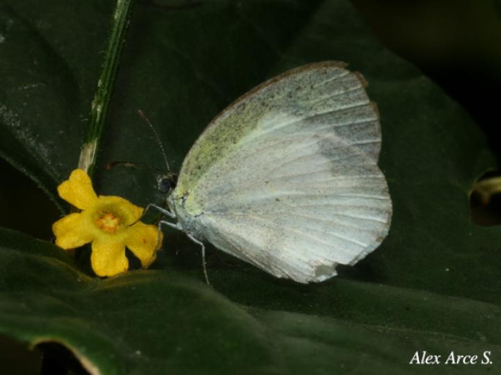 Eurema daira