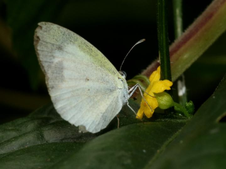 Eurema daira