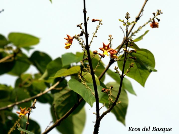 Gmelina arborea