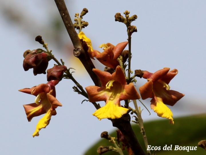 Gmelina arborea