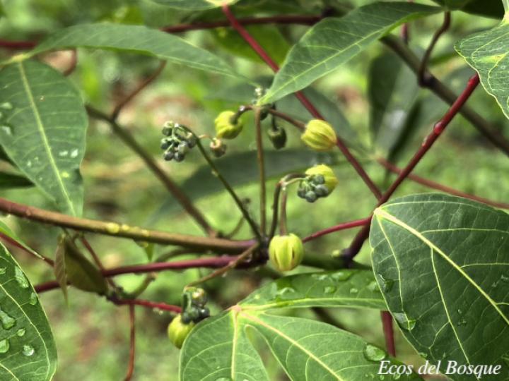 Manihot esculenta