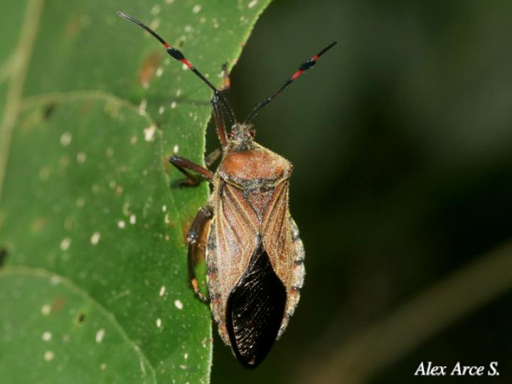 Pachylis laticornis