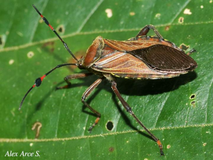 Pachylis laticornis