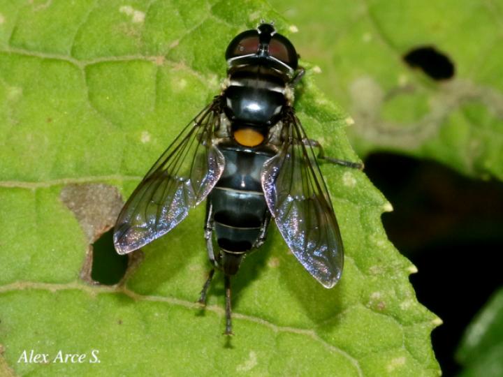 Palpada fasciata