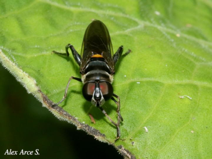 Palpada fasciata