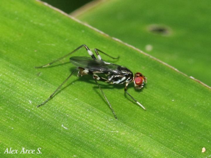 Paragrallomyia angulata