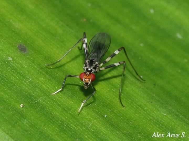 Paragrallomyia angulata