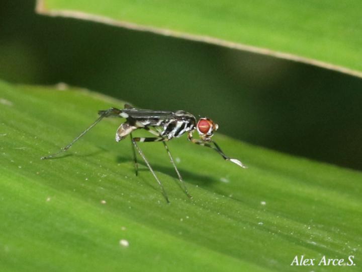 Paragrallomyia angulata