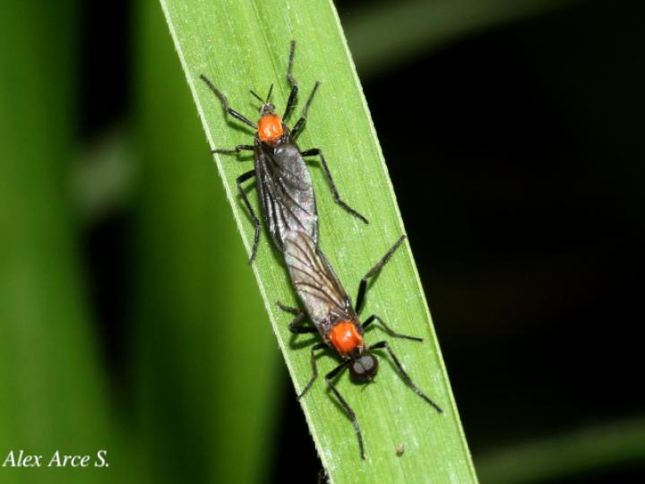 Plecia nearctica (Mosca de marzo)