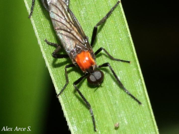 Plecia nearctica (Mosca de marzo)