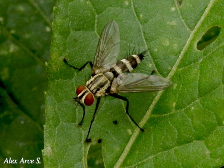 Ptilodexia sp