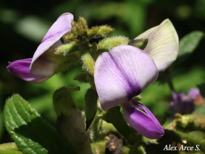 Pueraria phaseoloides (Kudzú)