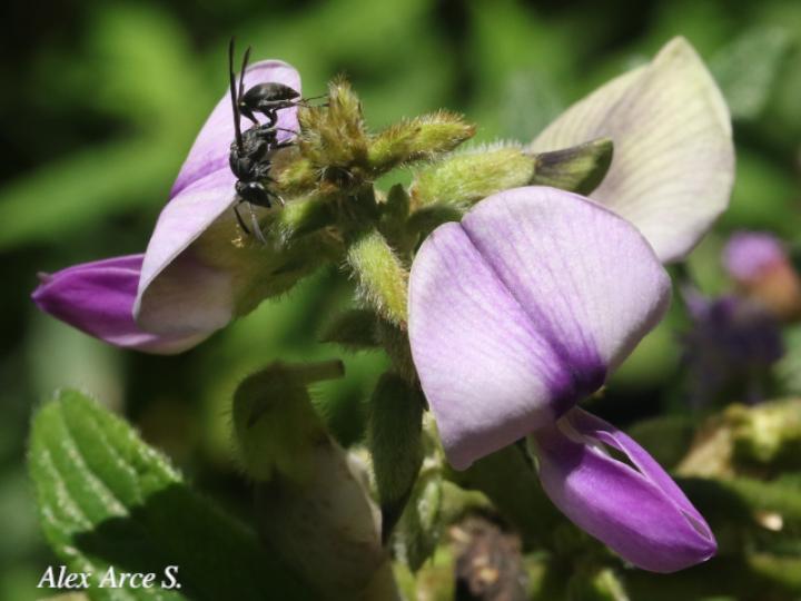 Pueraria phaseoloides (Kudzú)