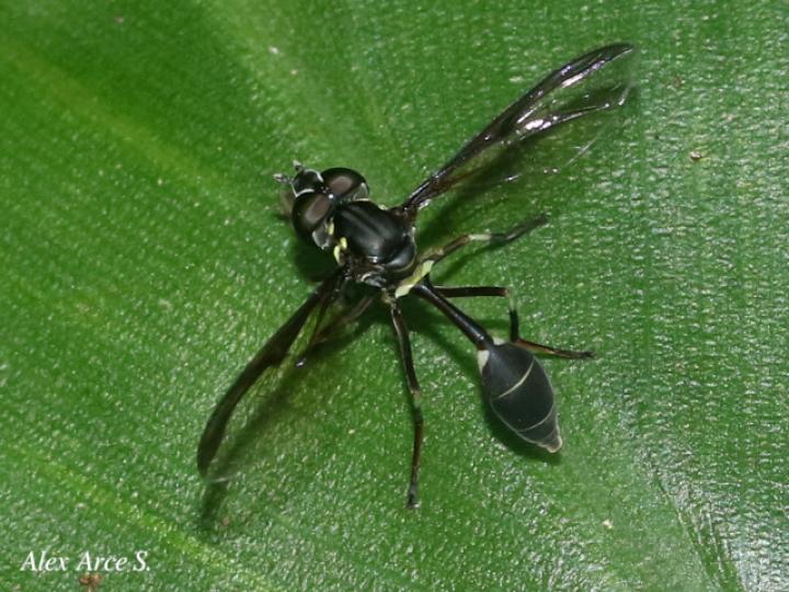 Salpingogaster nigra