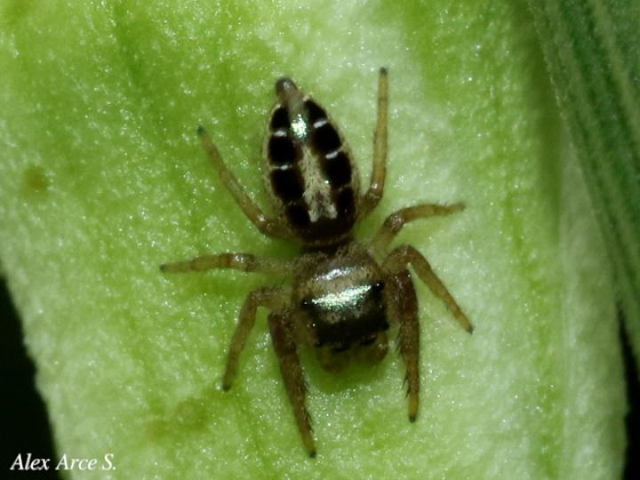 Especie salticidae 06 (Araña saltarina)