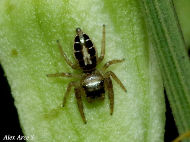 Especie salticidae 06 (Araña saltarina)