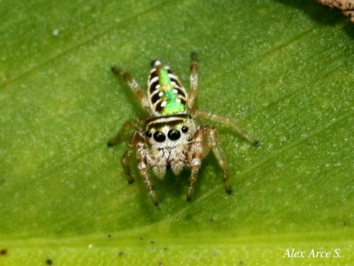 Especie salticidae 07 (Araña saltarina)