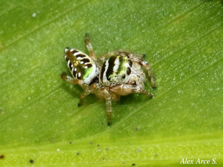 Especie salticidae 07 (Araña saltarina)