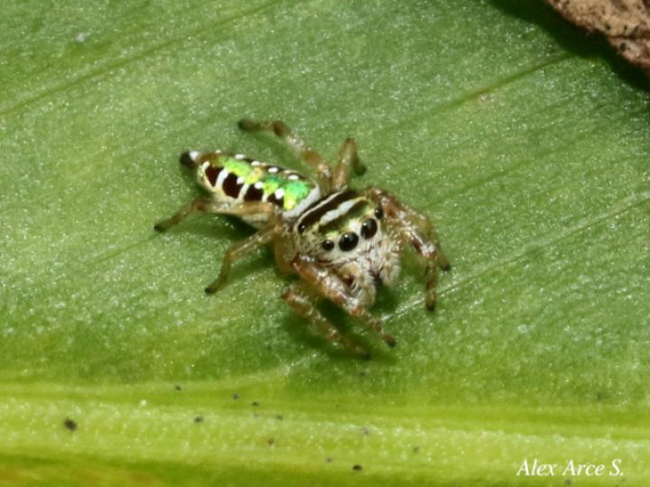 Especie salticidae 07 (Araña saltarina)