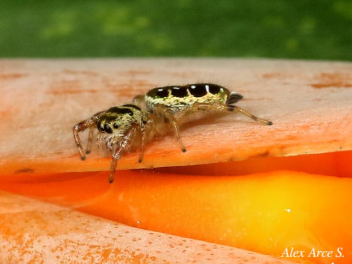 Especie salticidae 07 (Araña saltarina)