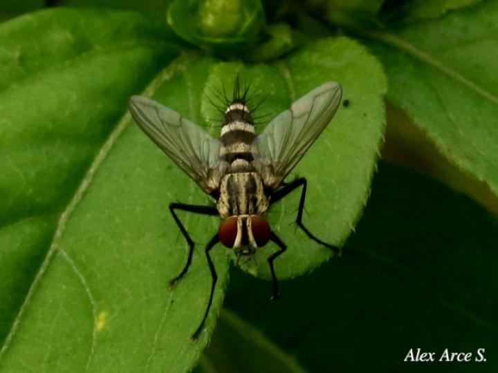 Ptilodexia sp