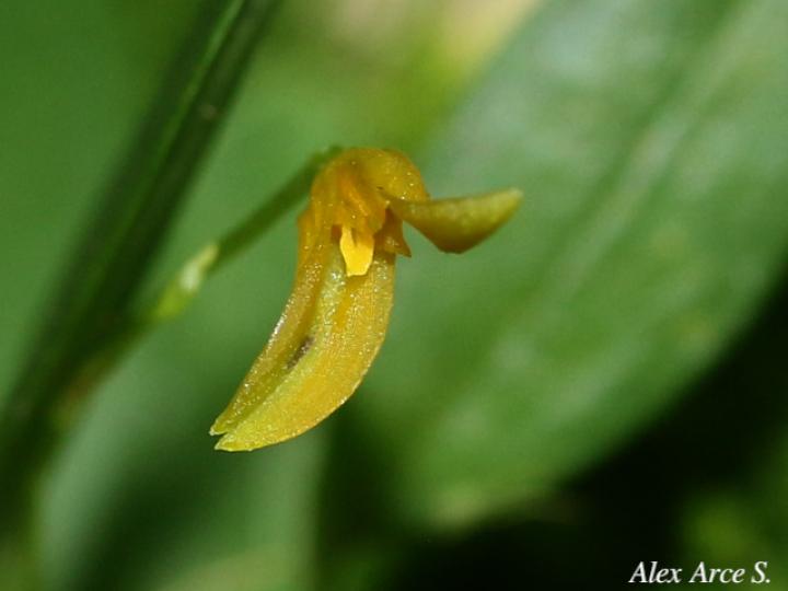 Specklinia corniculata