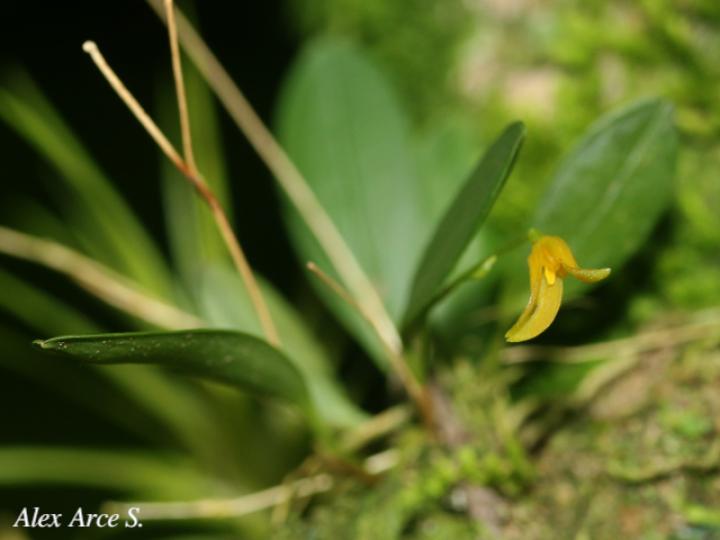 Specklinia corniculata