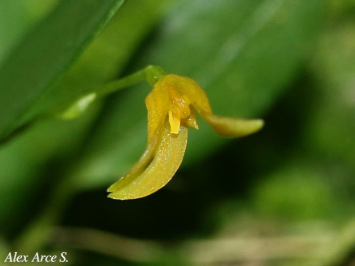 Specklinia corniculata