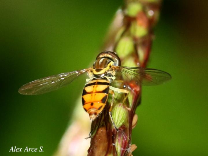 Toxomerus pulchellus