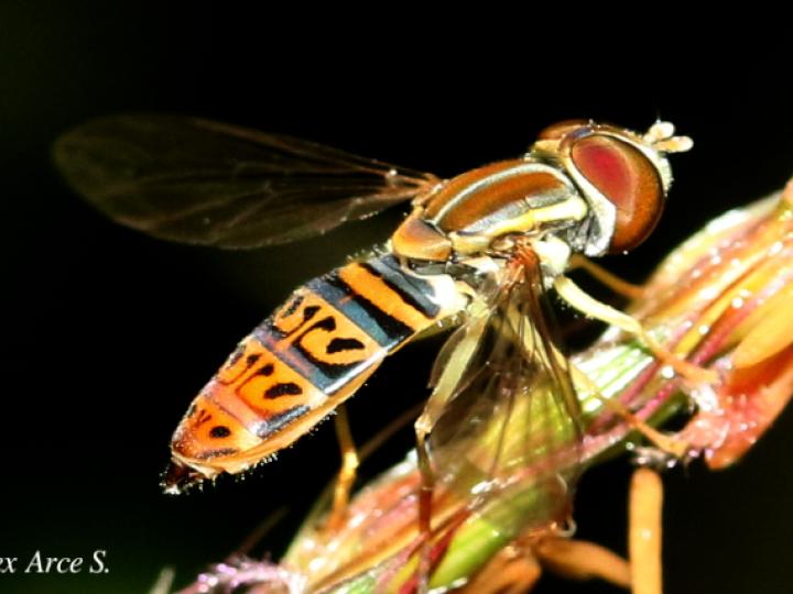 Toxomerus pulchellus