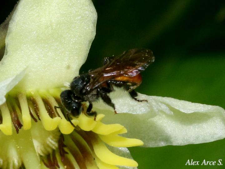 Trigona fulviventris